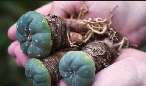 Peyote (Mescaline)